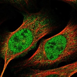 FAM135A Antibody, Novus Biologicals 0.1mL; Unlabeled:Antibodies, Polyclonal